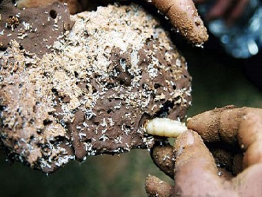 桂城白蚁防治和你说说白蚁巢是怎么到家里的