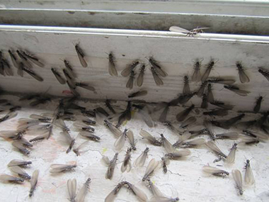 夏天白蚁繁衍季，如何防治白蚁？