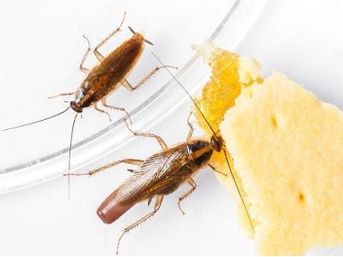 佛山虫害防治公司告诉你洗发水和洗衣粉对蟑螂绝对有效