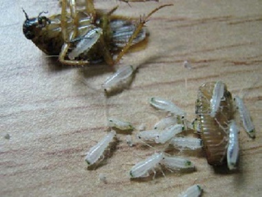 盐步除四害：为什么会有那么多蟑螂出现？