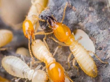 盐步白蚁防治公司发现白蚁危害的正确处理方法