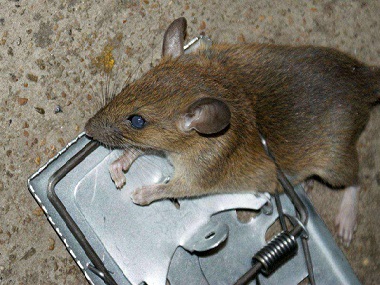 佛山四害消杀预防老鼠跑进车里咬电线的方法