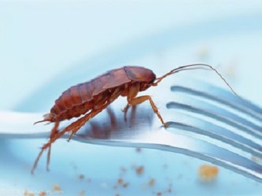 平洲除四害公司通知你5个办法灭蟑螂，以后再也不怕家里有蟑螂了