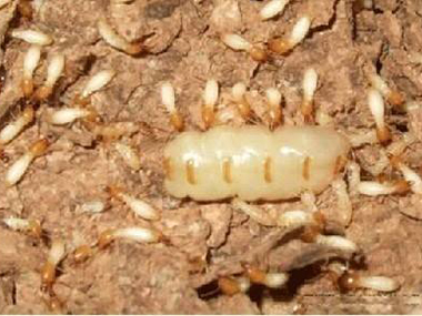 平洲白蚁预防站白蚁防治公司两种常用灭白蚁的方法