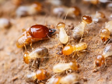 西樵白蚁防治公司一定要做白蚁防治的原因