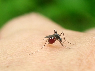 小塘除四害公司有哪些常用灭蚊子的有效方法