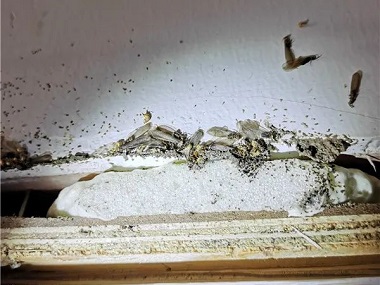 罗村白蚁防治公司——怎么进行白蚁预防，降低白蚁危害