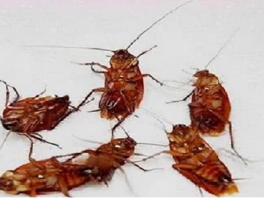 黄岐害虫防控公司办公室灭蟑螂的最佳方法