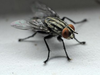 小塘除四害机构杀死蚊子和苍蝇有没有什么好的方法