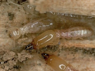 狮山专业白蚁预防公司到了冬天白蚁会变少的原因