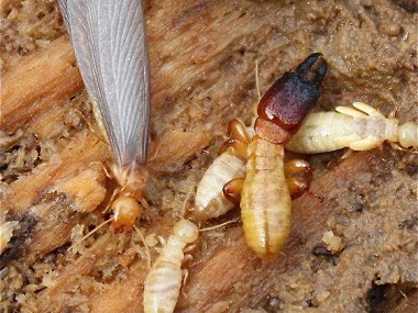 小塘灭治白蚁机构白蚁危害即将进入一年一度的高发期