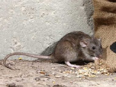 丹灶专业灭鼠公司餐馆老鼠问题及其防治措施
