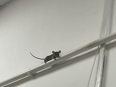 南海除虫灭鼠中心家里有老鼠用什么方法可以解决