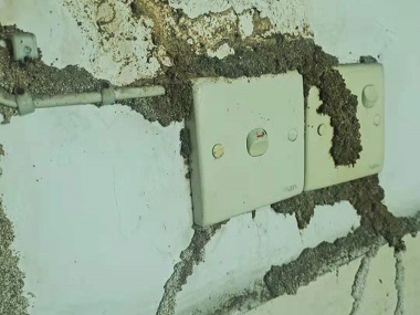 和顺白蚁防治机构为什么居住的房屋里会有白蚁