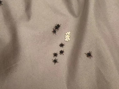 大沥有害生物防控机构臭虫要怎么处理才能彻底干净？